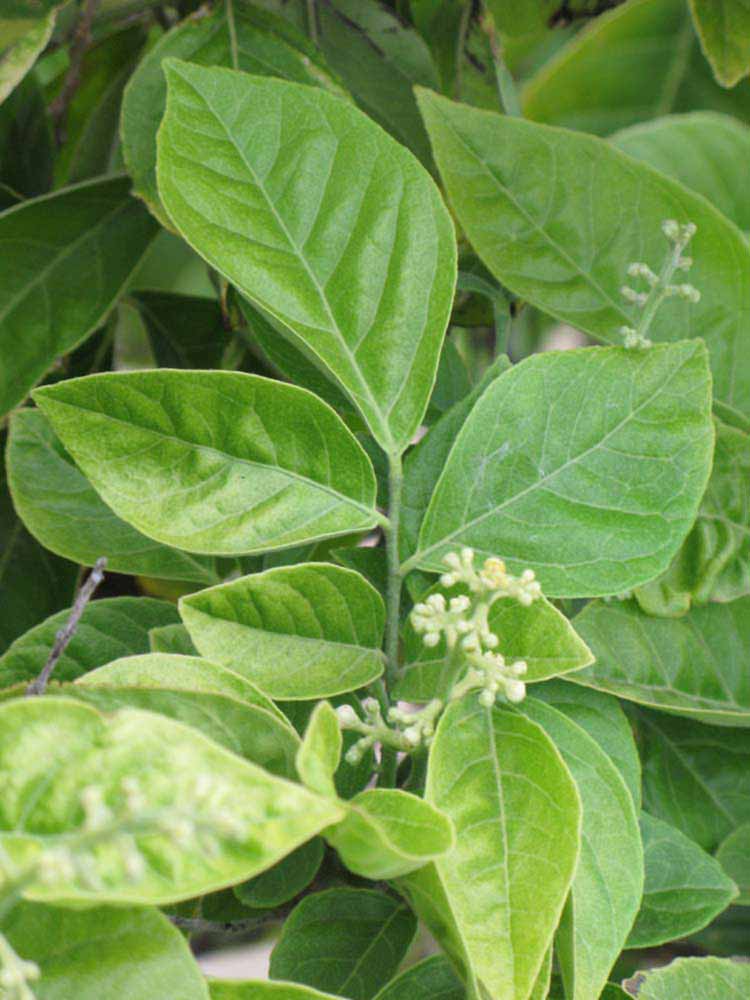              Shade leaves (Riverside, CA)       